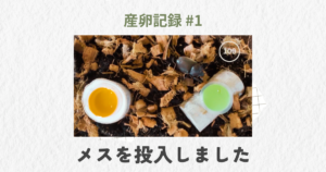 100均産卵セットにメスを投入した瞬間