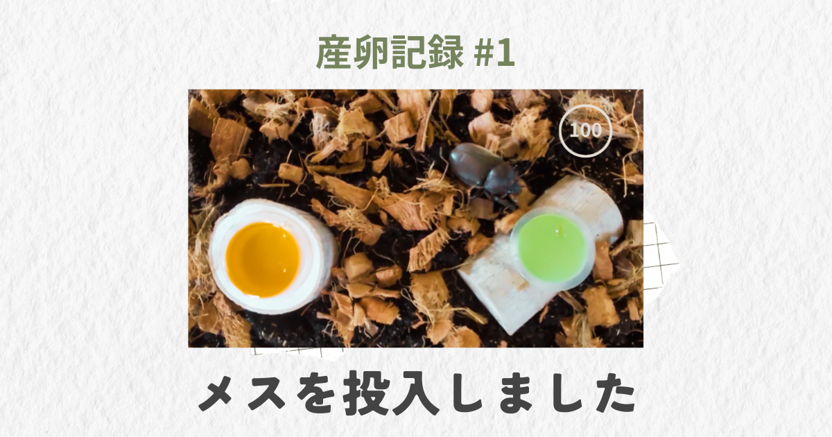 100均産卵セットにメスを投入した瞬間