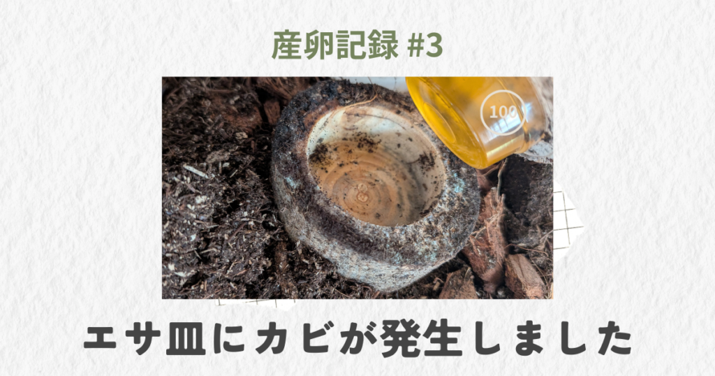 エサ皿にカビが発生したときの飼育ログアイキャッチ