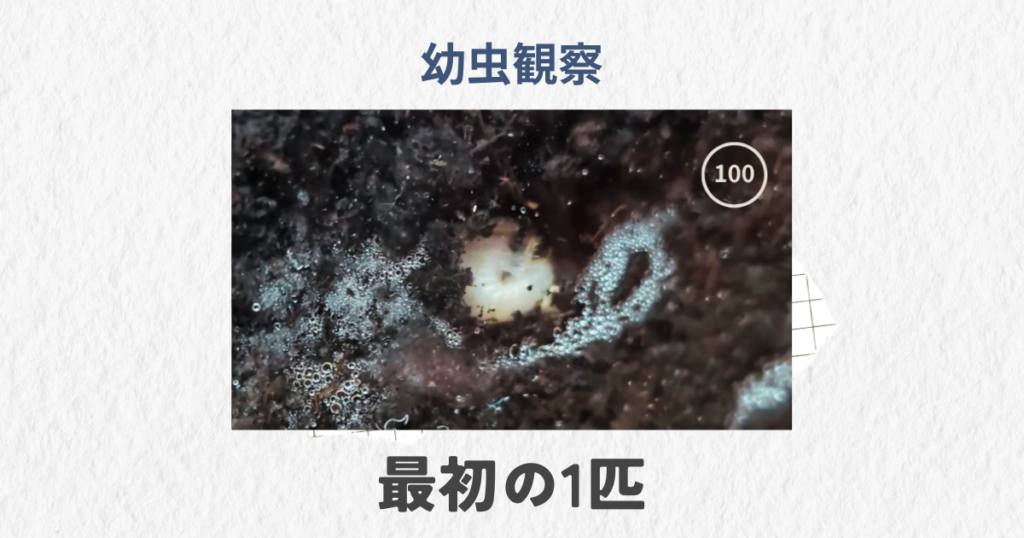 100均マットでカブトムシの幼虫が孵化した記録