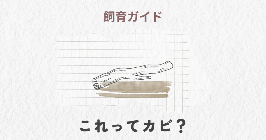 カブトムシの飼育ケース内に発生するカビについて開設した記事のイメージ