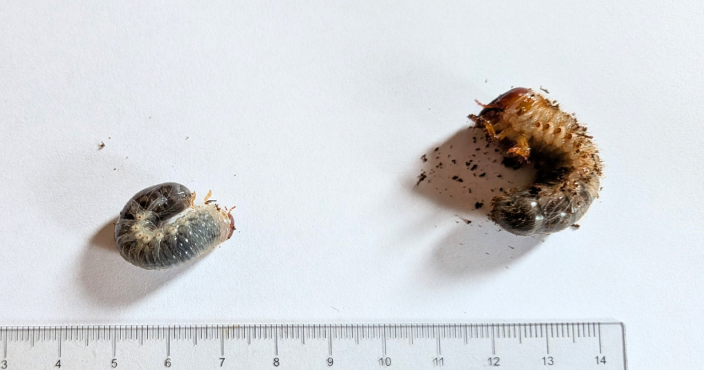 カブトムシの2齢幼虫と3齢幼虫
