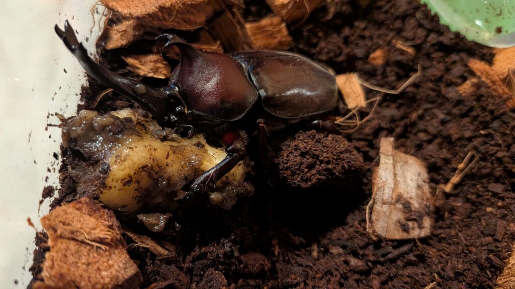 バナナを抱えながら食べるオスのカブトムシ