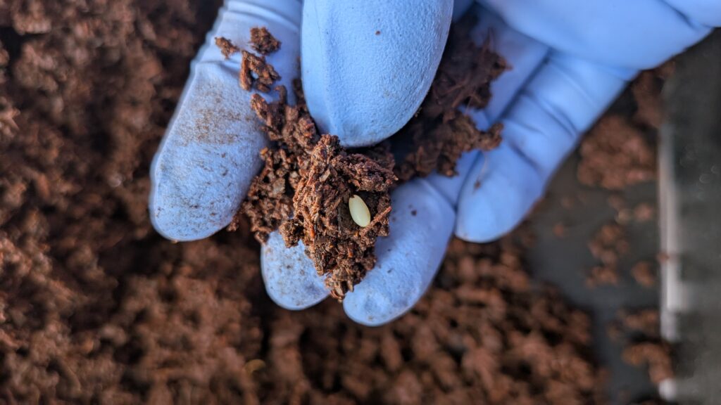 カブトムシの産卵セットから割り出した卵