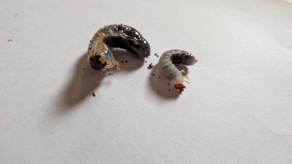 カブトムシの初齢幼虫と2齢幼虫