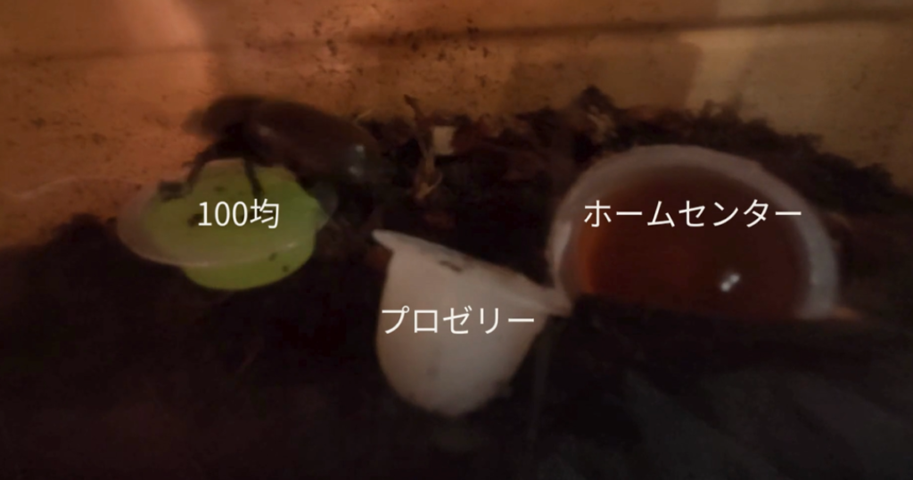 カブトムシは100均・プロゼリー・ホームセンターゼリーのどれを選ぶのか徹底検証