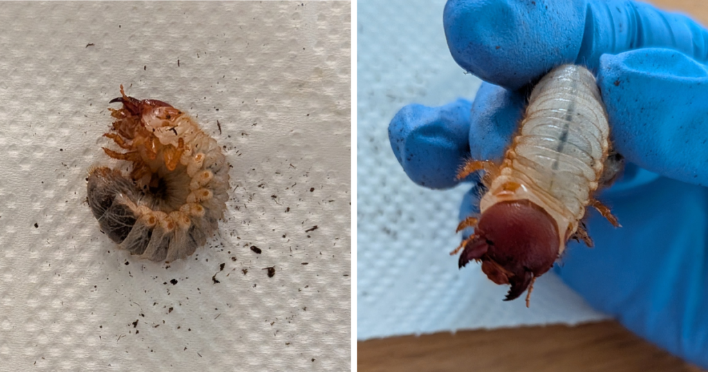 脱皮直後のカブトムシの3齢幼虫。頭部が先に大きくなり、一時的に頭だけが大きく見える時期 。