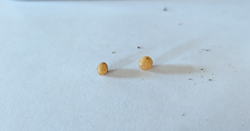 2つ並んだカブトムシの卵