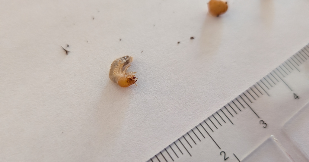 定規の横に並べられたカブトムシの初齢幼虫と卵