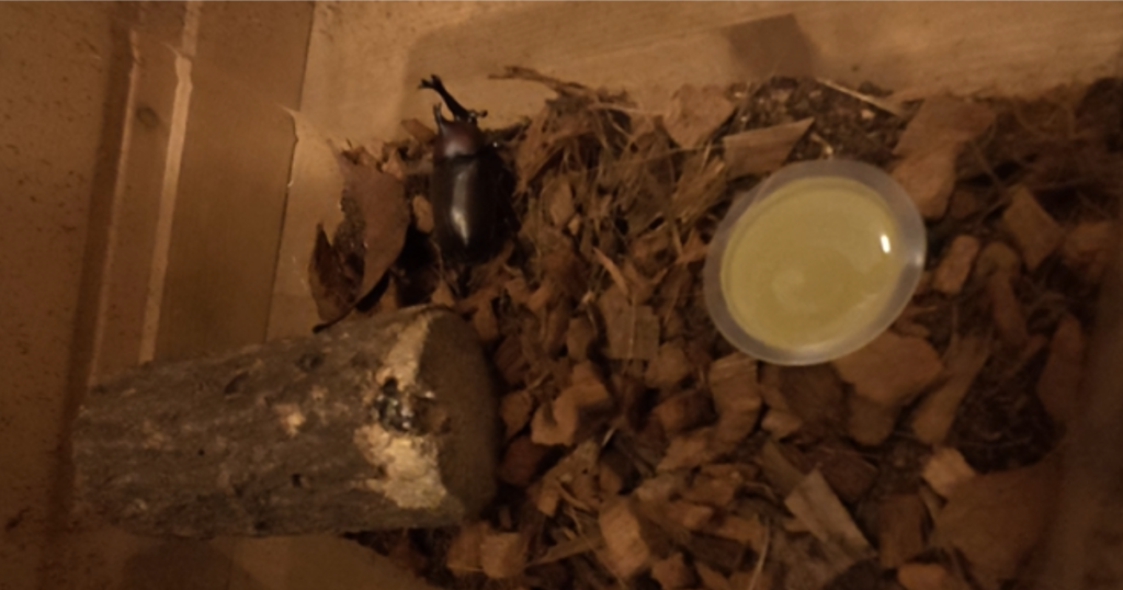 飼育ケースの中を歩くカブトムシのオス