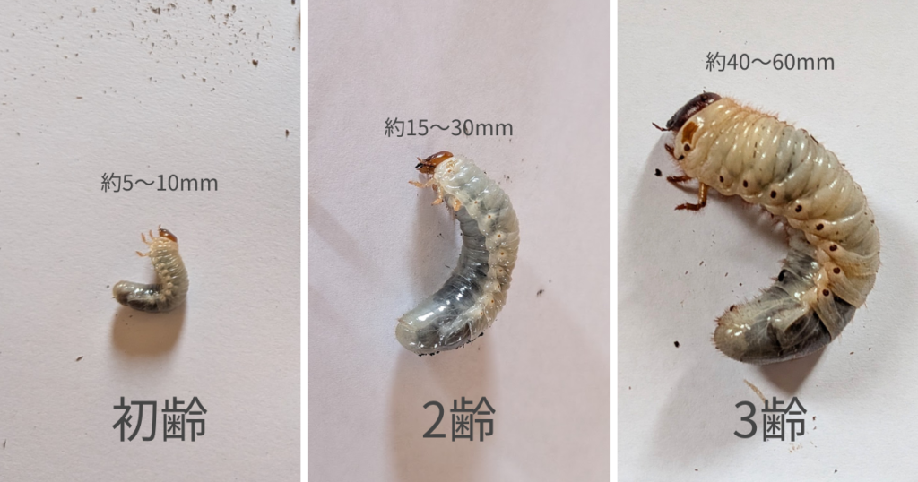 カブトムシの初齢・2齢・3齢幼虫