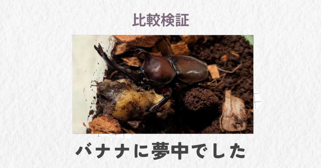 ゼリーVSバナナの記事を象徴するカブトムシ（オス）の写真
