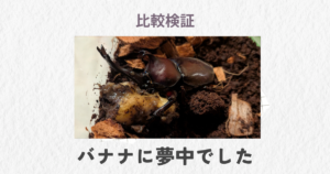 ゼリーVSバナナの記事を象徴するカブトムシ（オス）の写真