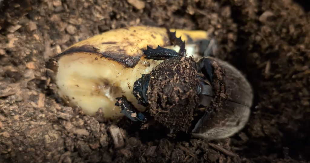 バナナを食べるメスのカブトムシ