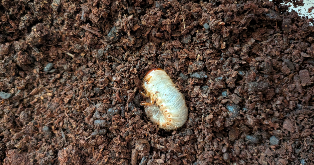 地表に出てきて動かないカブトムシの3齢幼虫
