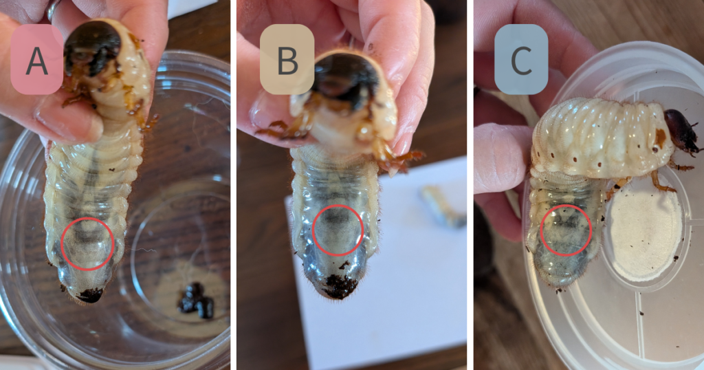 カブトムシの3齢幼虫を、お腹のV字で性別予想