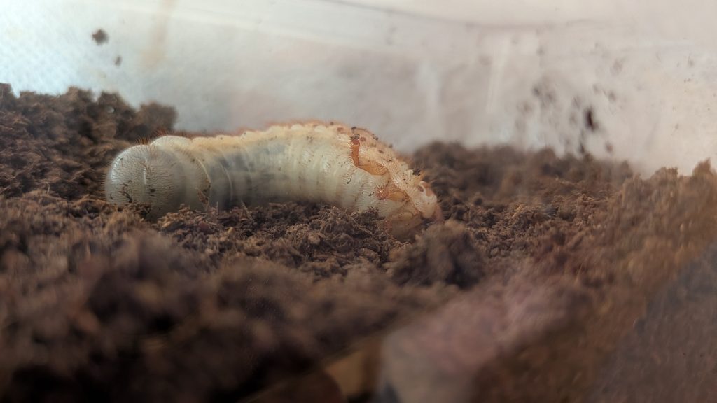 マット（土）にもぐっていくカブトムシの3齢幼虫