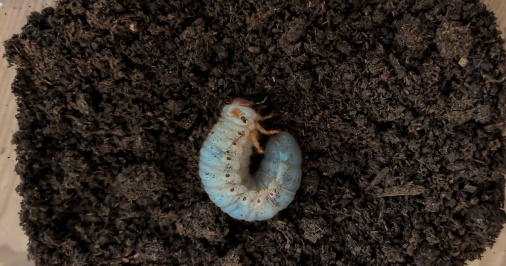 土の上に出て動かないカブトムシの3齢幼虫