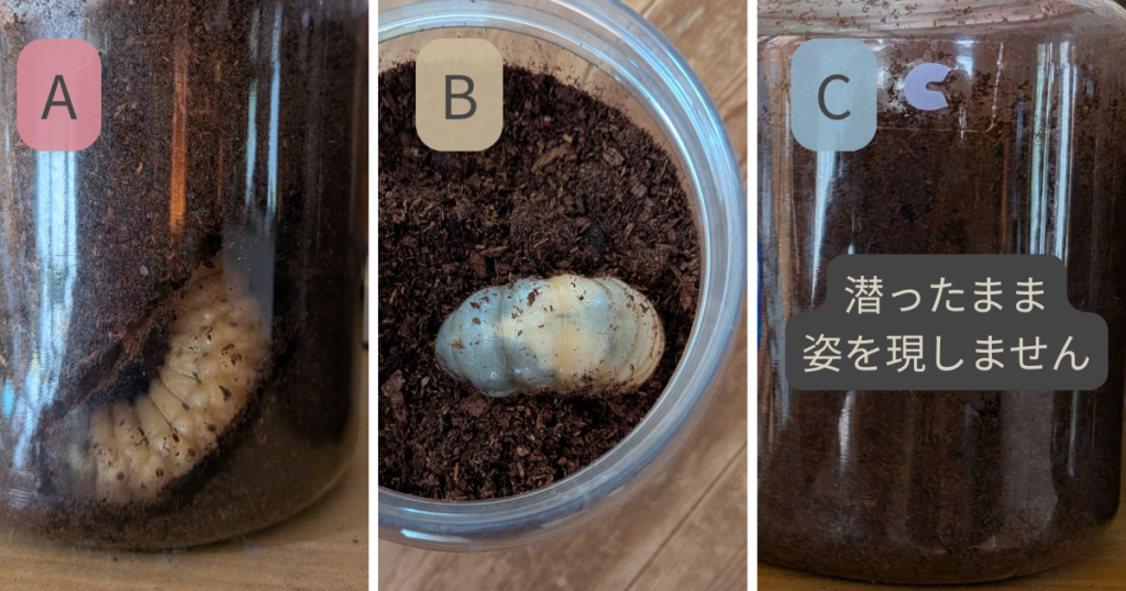 蛹室のようなものを作る幼虫と地表にいる幼虫