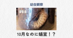 蛹室づくりが疑われる幼虫
