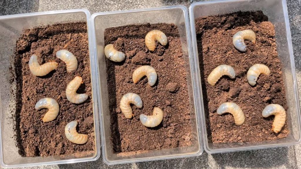 多頭飼育しているカブトムシの3齢幼虫